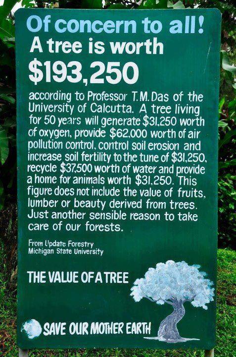 value of a tree